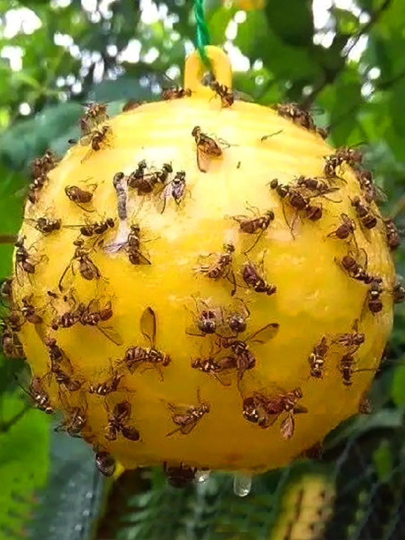 1pc Insect Sticky Ball