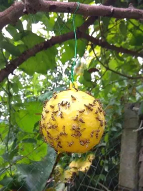 1pc Insect Sticky Ball