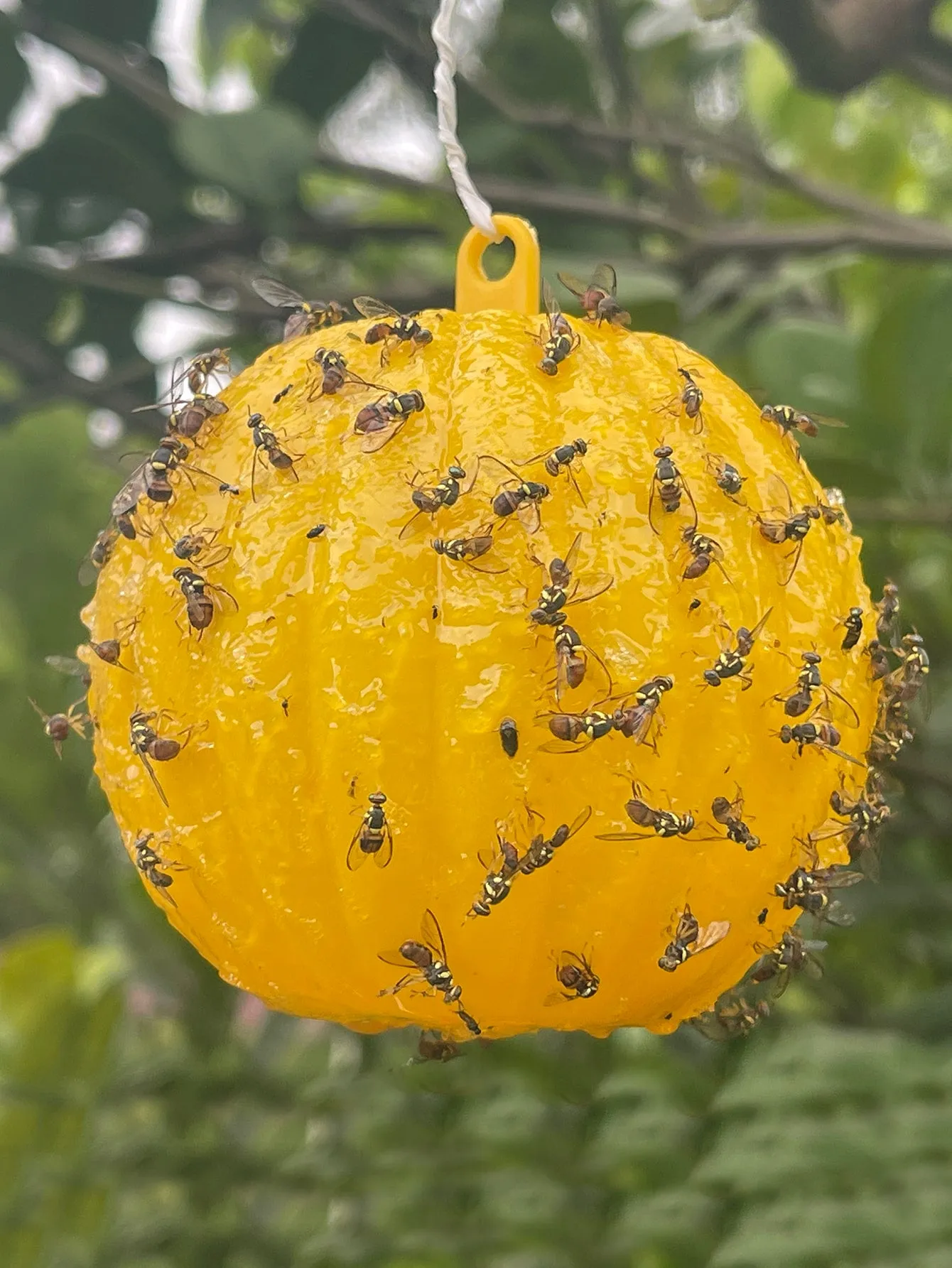 1pc Insect Sticky Ball