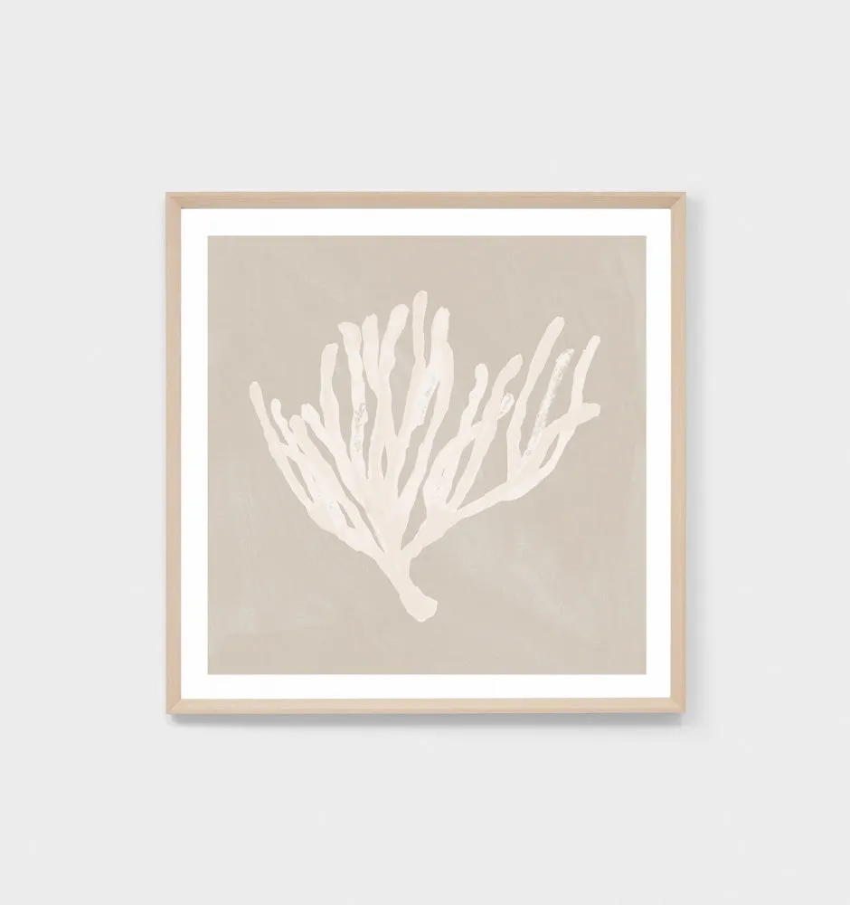 Coral Study Sand 1 Framed Print